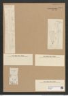 Licmophora lyngbyei (Kuetz.) Grun. (de-Toni-Nr.: Genus 86, Species 2965) Zeichnungen Sammlung Grunow Nr. 6011 (NHMW-BOT-W0374507)